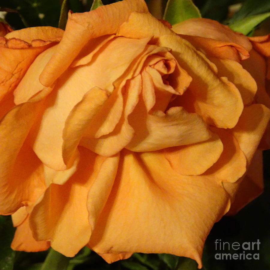 Fully Blossomed Coral Rose Photograph