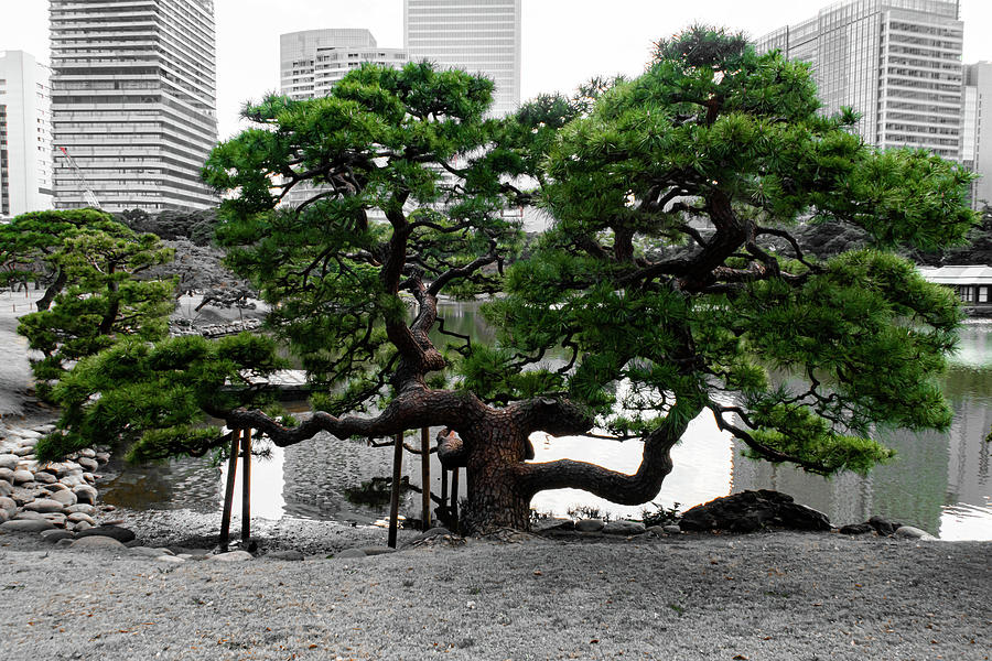 Full Size Bonsai- Tokyo, Japan Photograph by Brian Anderson Full Size Bonsai- Tokyo, Japan Photograph by Brian Anderson