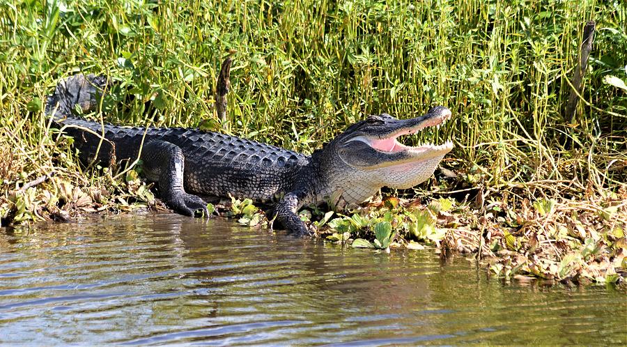 Full View American Alligator Photograph by Warren Thompson