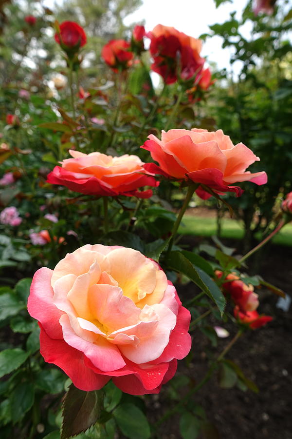 Fuller Gardens Roses Photograph by Patricia Caron