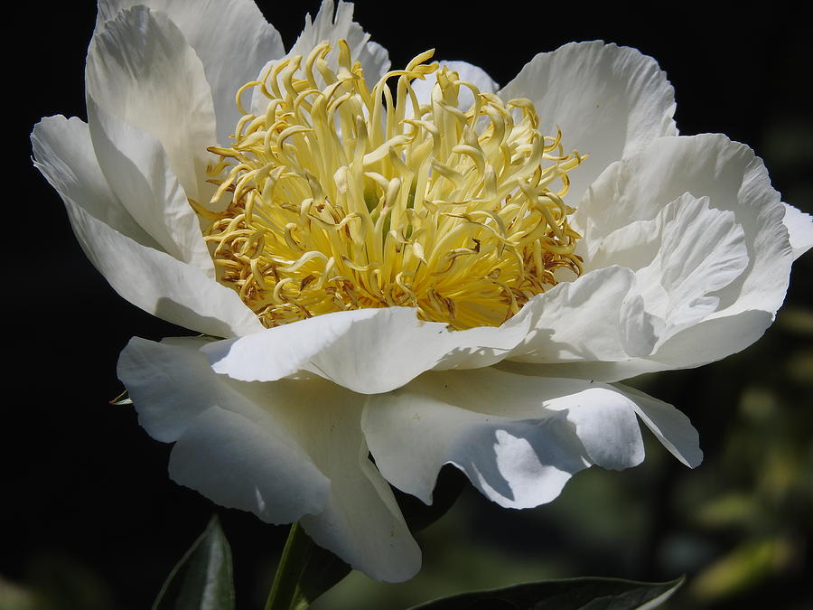 Fully Open Single White Flower Photograph by Eunice Miller