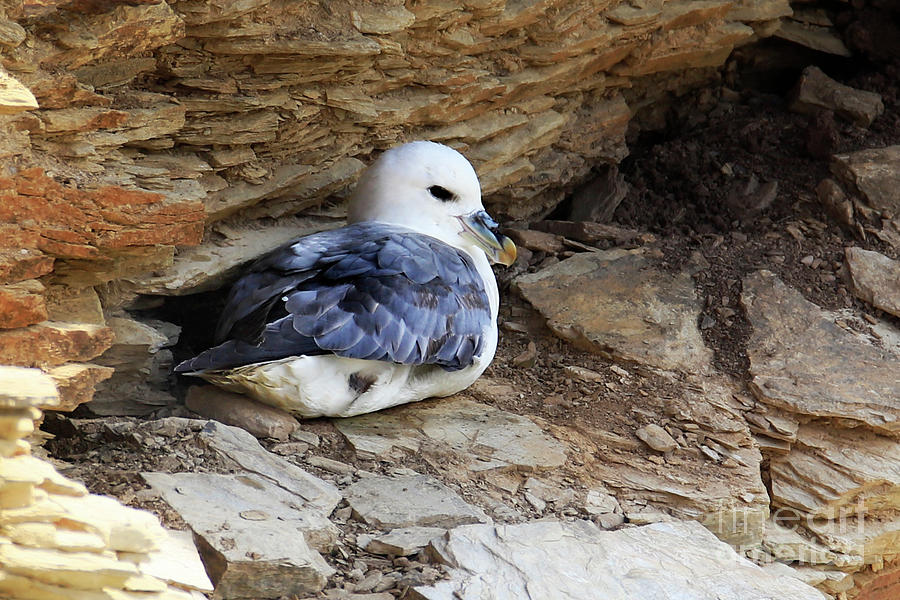 Fulmar on a Cliff Photograph by Terri Waters