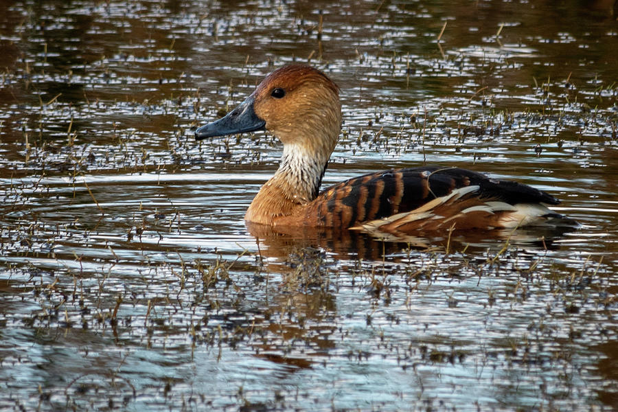Fulvous Whistling Duck Photograph by Bradford Martin