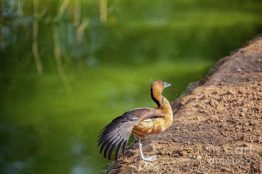 Fulvous Whistling Duck Photograph by Eva Lechner