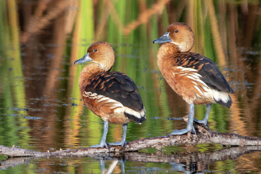 Fulvous Whistling Ducks on Branch Photograph by Bradford Martin