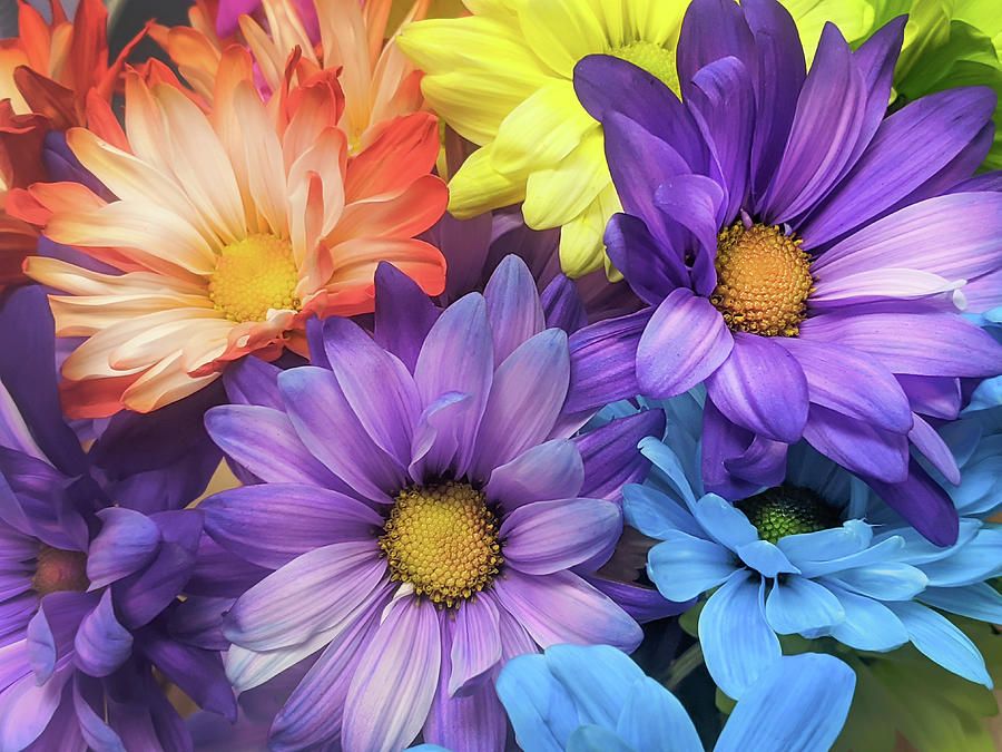 Fun Colorful Daisies Photograph by Michelle Wittensoldner