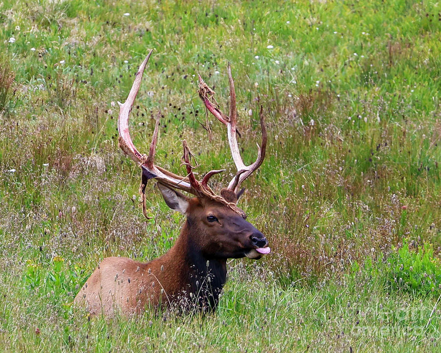 Fun Elk Moments Photograph by Shirley Dutchkowski