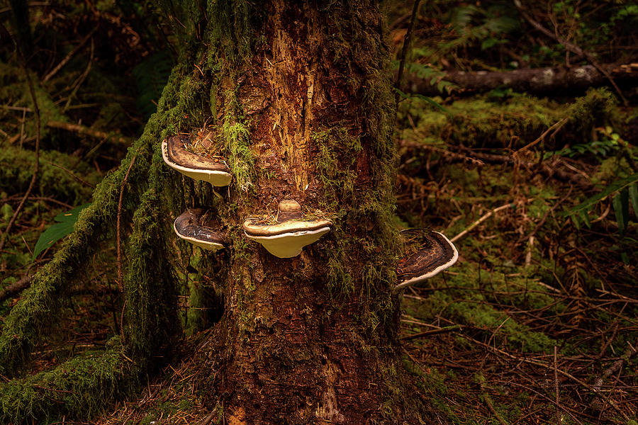 Fun Fungi Photograph by Bill Posner