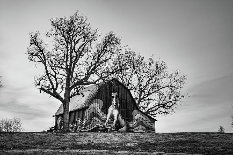 Fun Horse Barn In Black And White Photograph