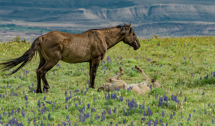 Fun in the Lupine Meadow of Montana Photograph by Marcy Wielfaert