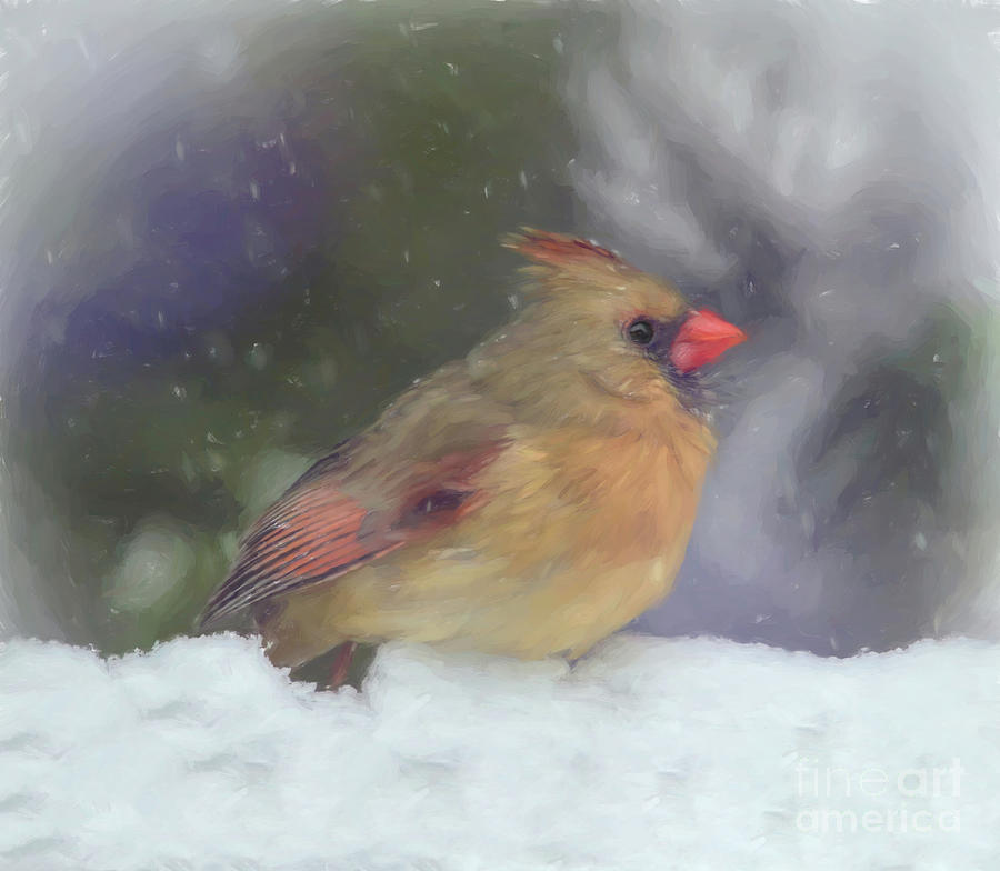 Fun In The Snow - Female Cardinal Photograph by Kerri Farley