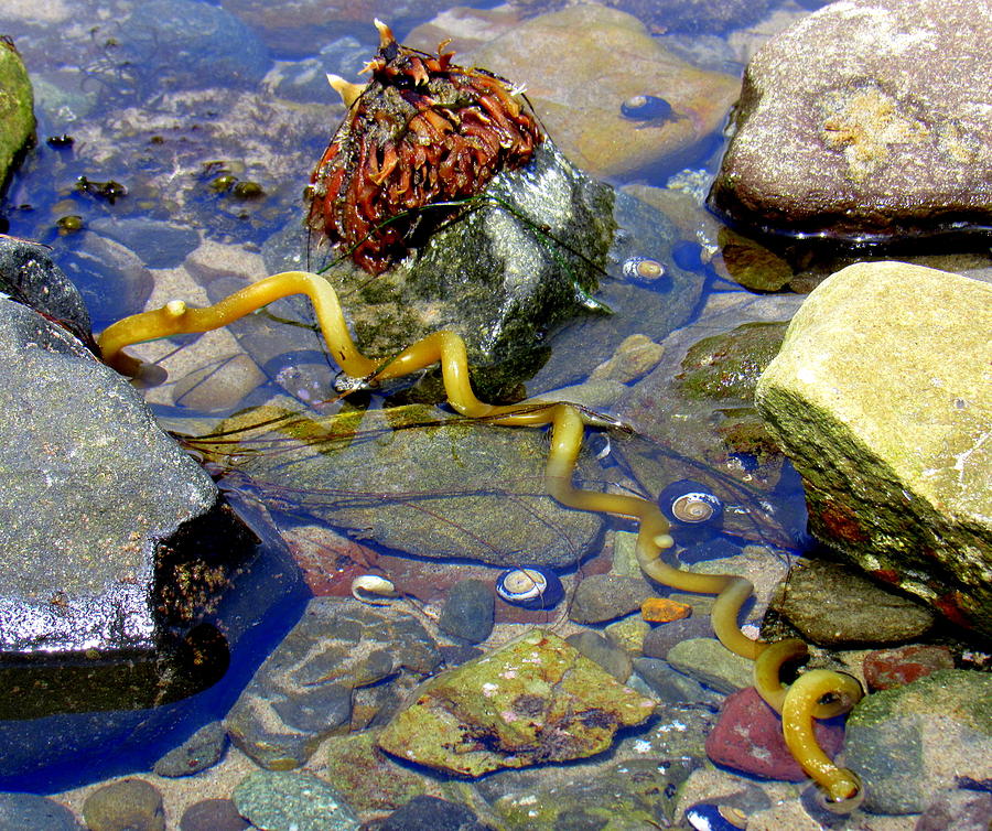 Fun in the Tide Pool Photograph by Adrienne Wilson