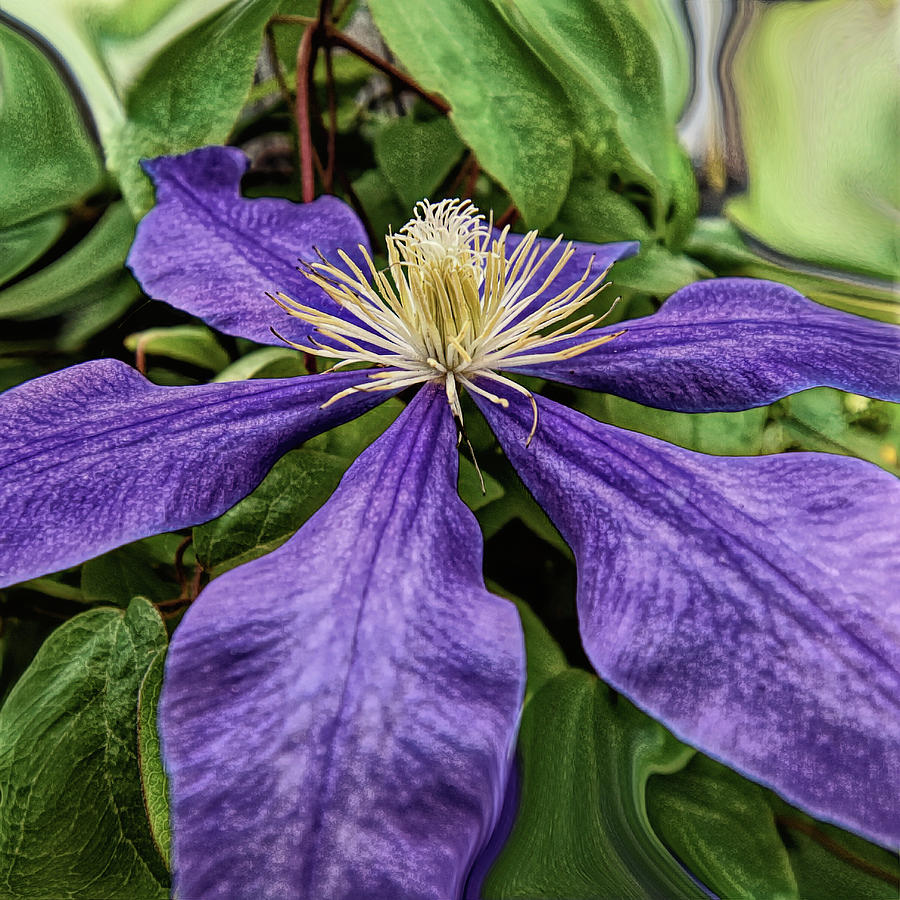 Fun With Clematis 1 Photograph