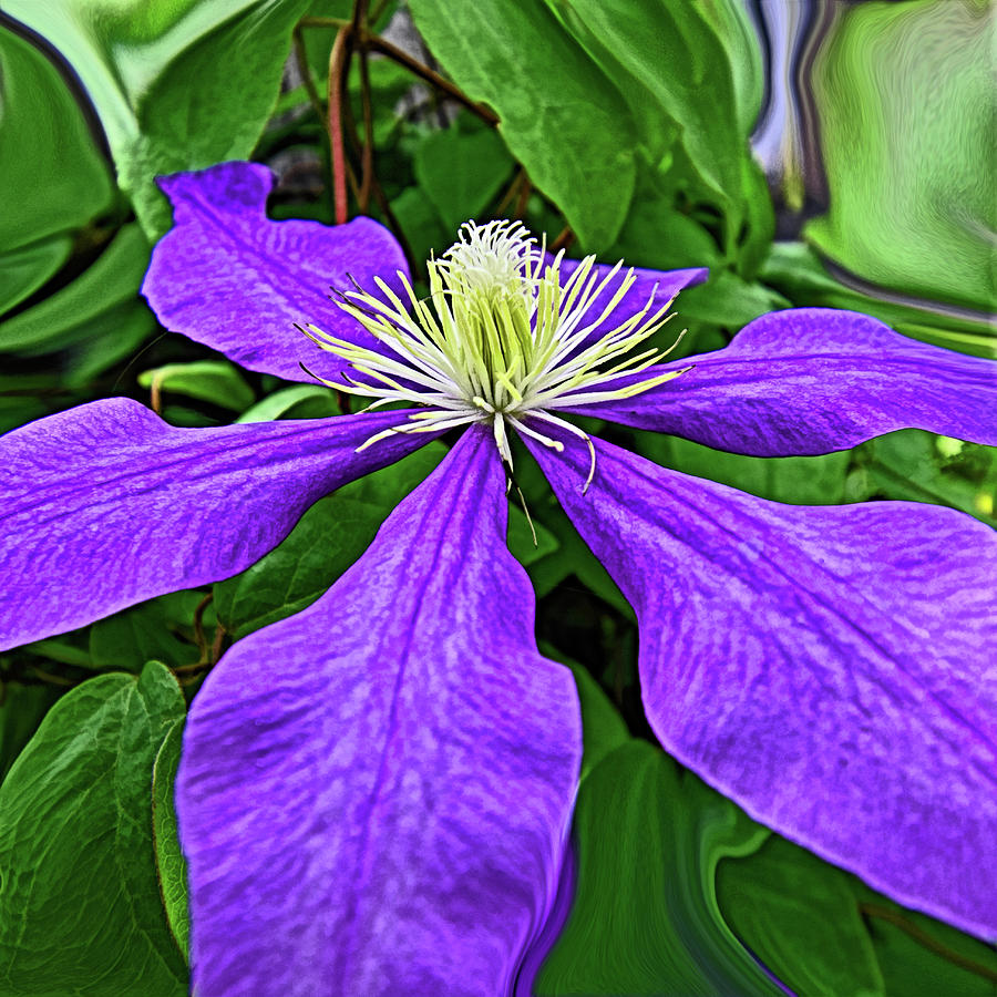Fun With Clematis 2 Photograph
