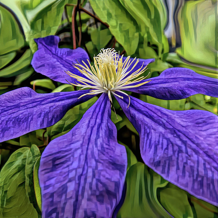 Fun With Clematis 3 Photograph