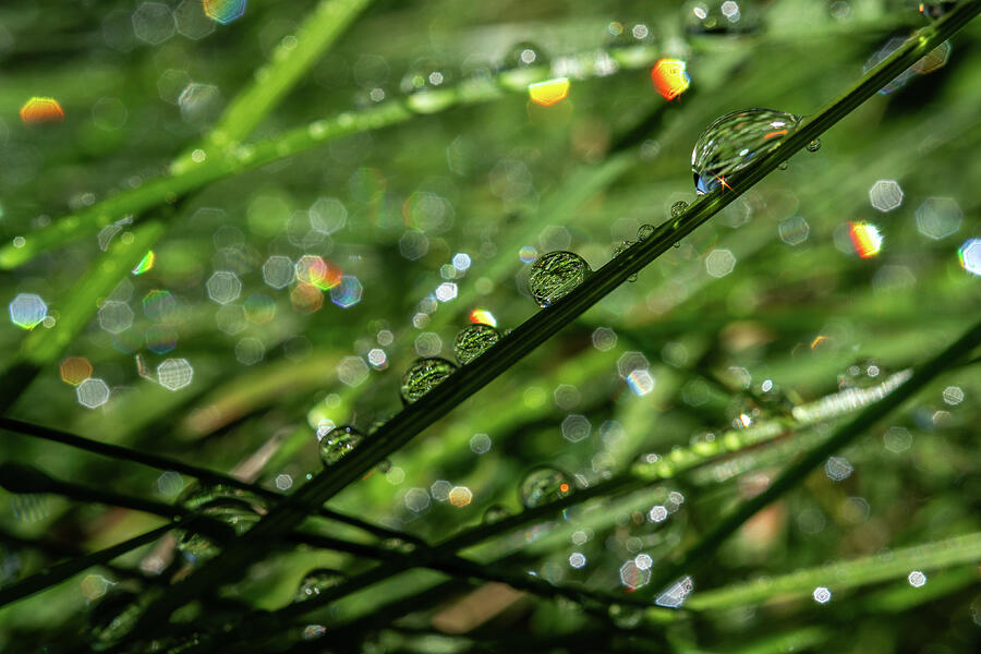 Fun With Raindrops Photograph by Linda Howes - Fine Art America