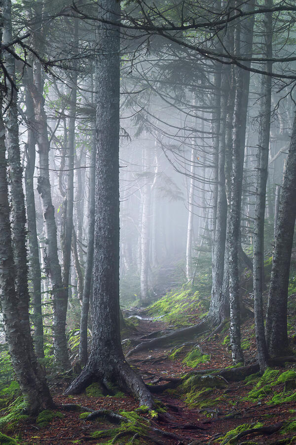 Fundy Fog Photograph by Tracy Munson