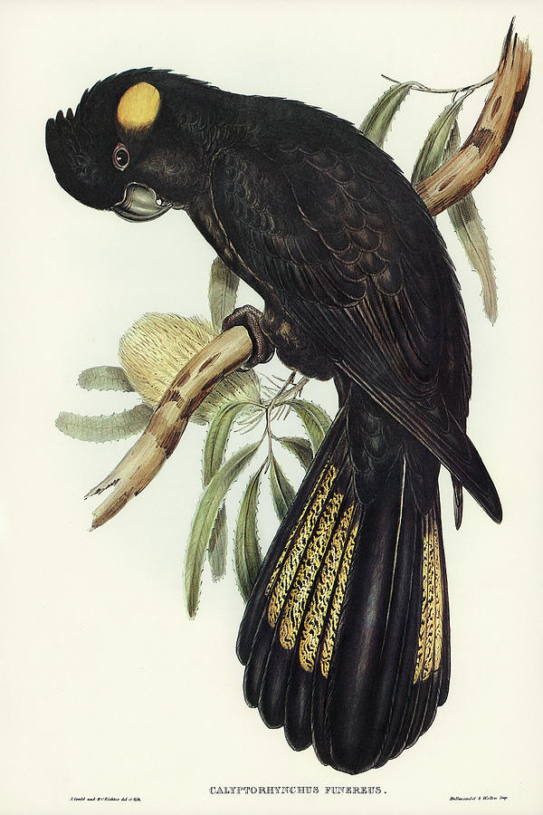 John Gould Drawing - Funereal Cockatoo, Calyptorhynchus funereus by John Gould
