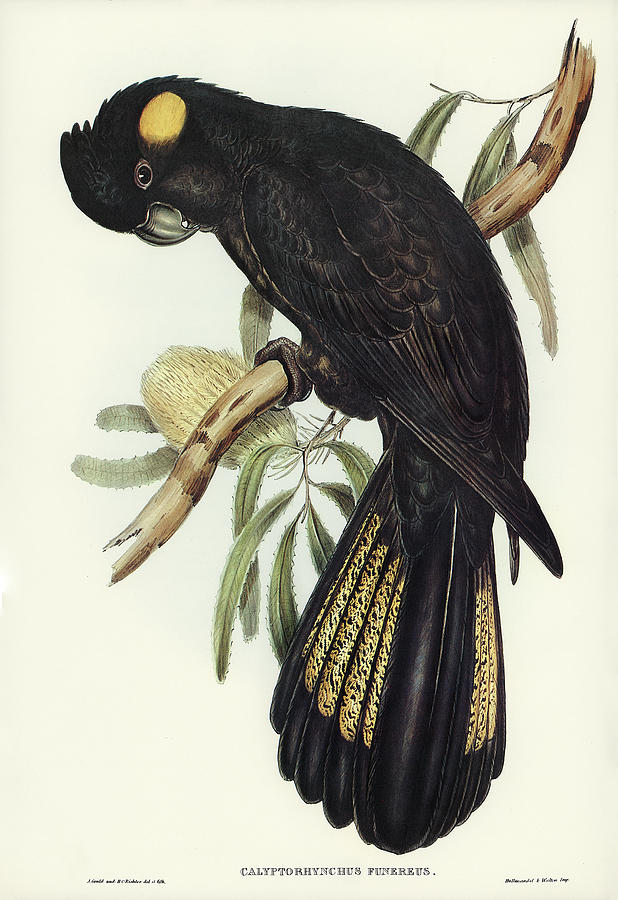 Funereal Cockatoo. Known as Yellow-tailed Black Cockatoo Mixed Media by World Art Collective