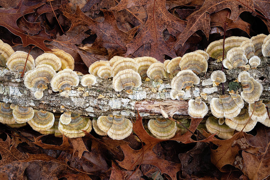 Fungi Along the Forest Floor Photograph by Todd Henson