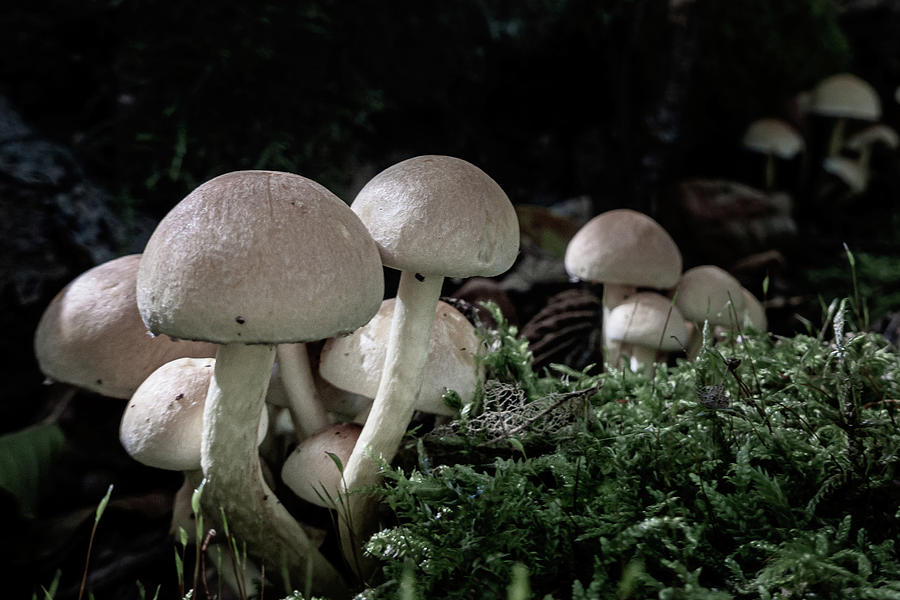 Fungi Photograph by Andreas Levi