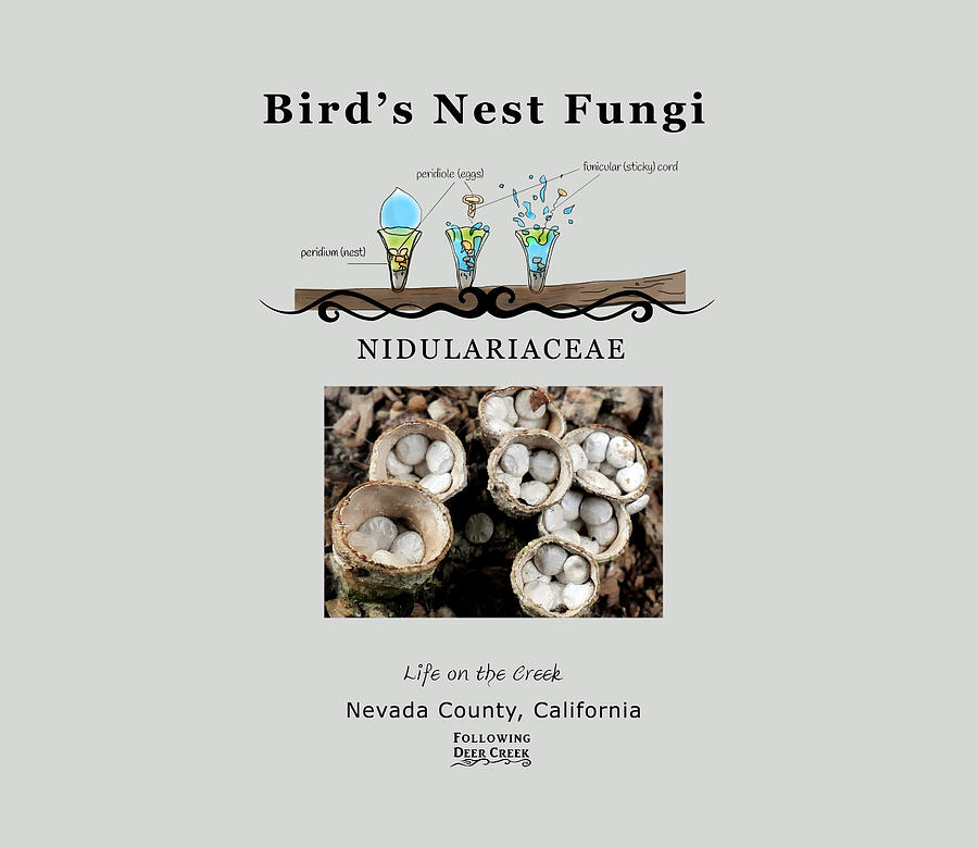 Fungi - Birds Nest Digital Art by Lisa Redfern