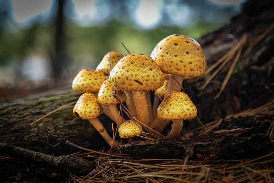 Fungi Family Photograph by David Hufstader