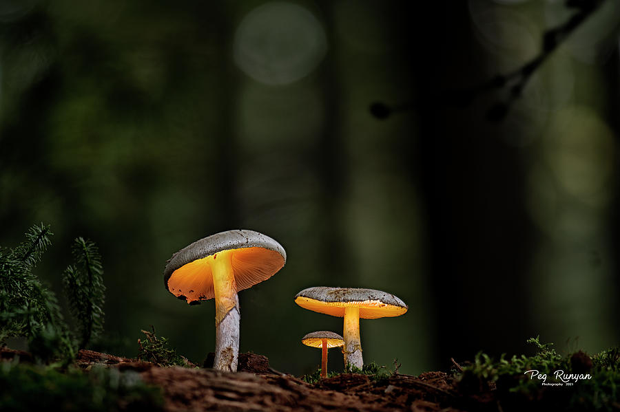 Fungi Family Photograph by Peg Runyan