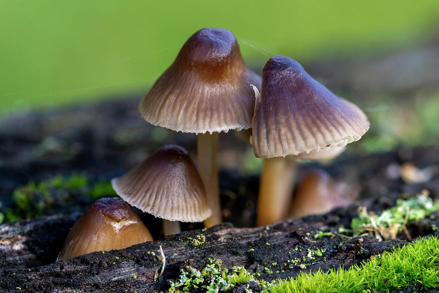 Fungi family Photograph by Steev Stamford - Fine Art America