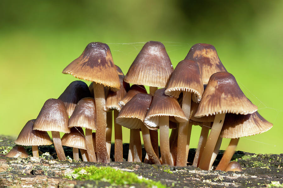 Fungi forest Photograph by Steev Stamford - Fine Art America