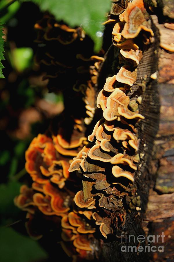 Fungi Growing Photograph