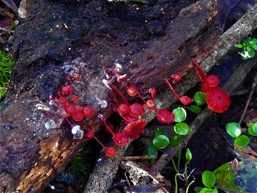 Australia Photograph - Fungi in subtropical rainforest 5 by Athol KLIEVE