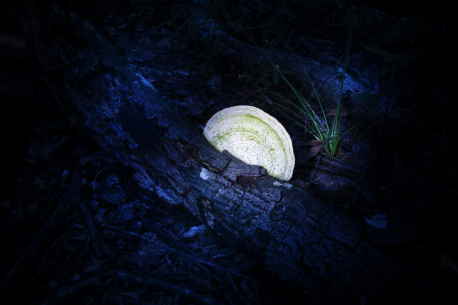 Fungi in the Forest Photograph by Mark Andrew Thomas