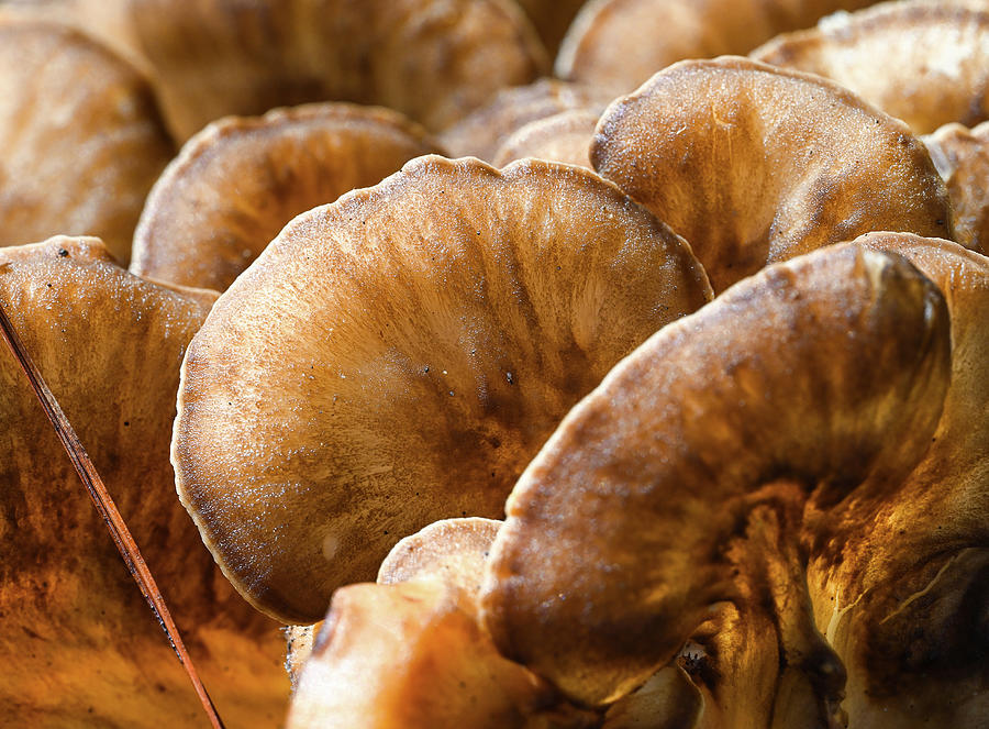 Glowing Fungi Lobe Photograph by Steven Nelson