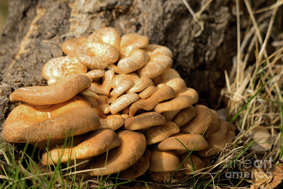 Fungi Mountain Photograph by Kae Cheatham