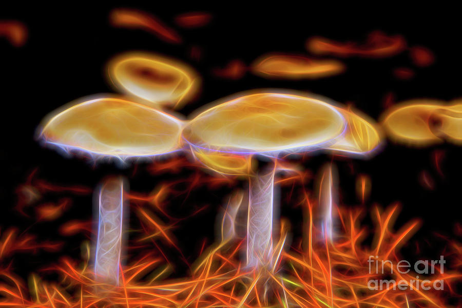 Fungi On Fire Photograph