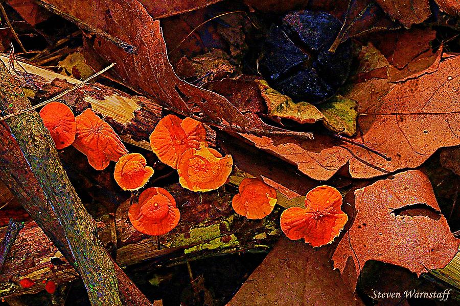 Fungi Photograph by Steve Warnstaff