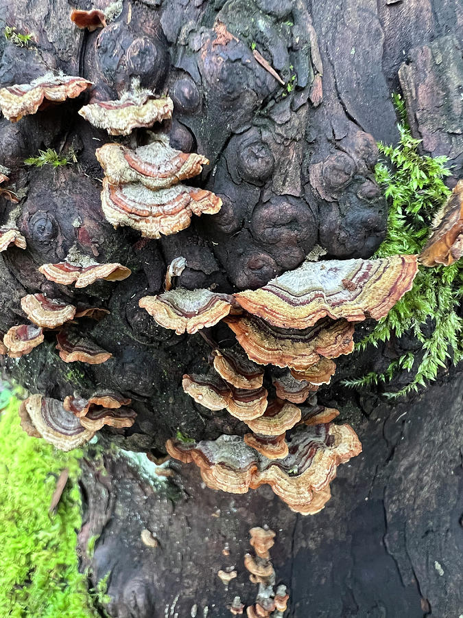 Fungi Tree Photograph by Nancy Merkle