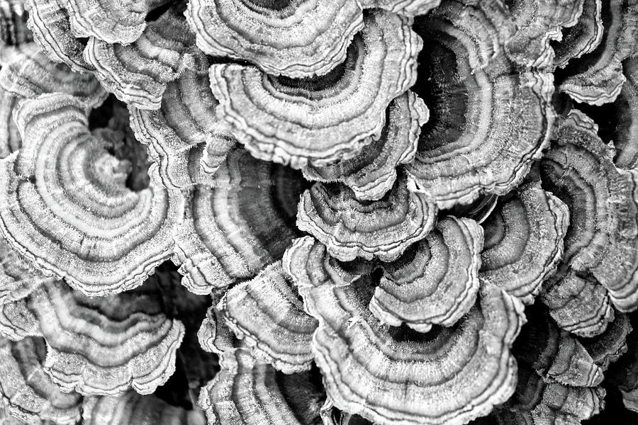 Fungus 5 BW 052121 Photograph by Mary Bedy