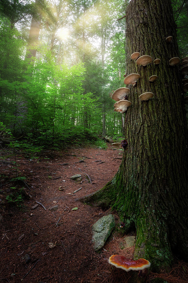 Fungus Among Us Photograph by Bill Wakeley