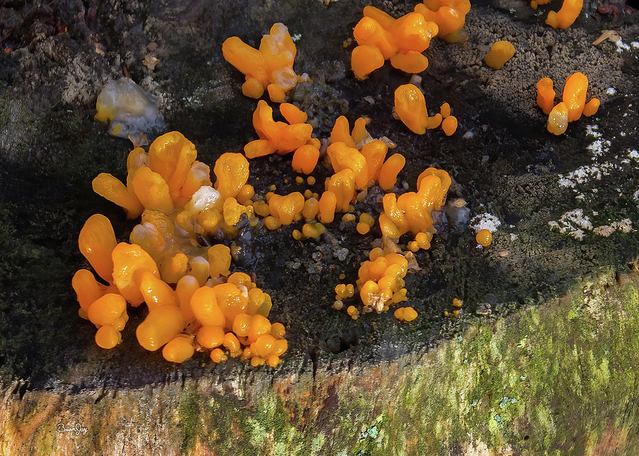 Fungus Among Us Photograph by Brian Jay