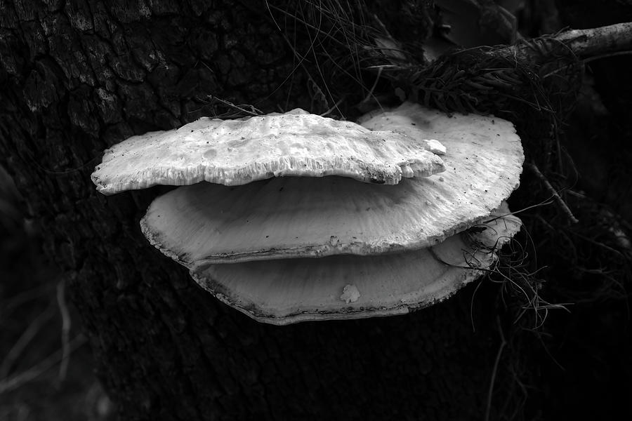 Fungus Among Us Photograph by Robert Wilder Jr
