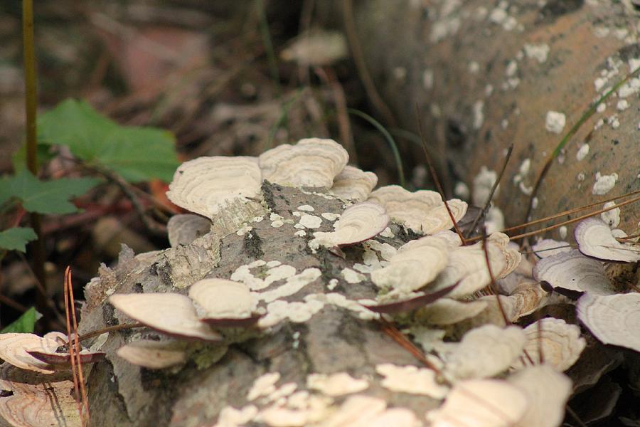 Fungus Amongus Photograph By Jessica Lamson Fine Art America