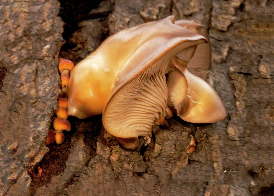 Fungus and Small Orange Mushrooms Photograph by Mark Berman