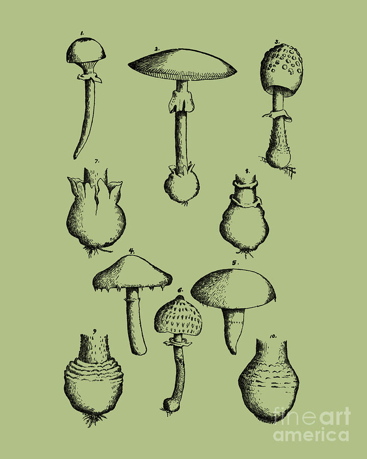 Mushroom Digital Art - Fungus Chart by Madame Memento
