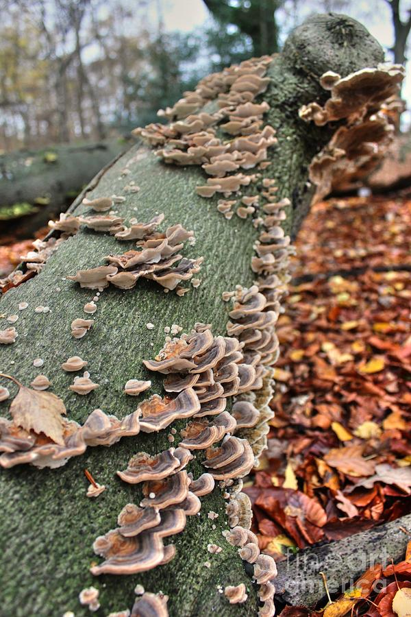 Fungus Covered Photograph by Vicki Spindler
