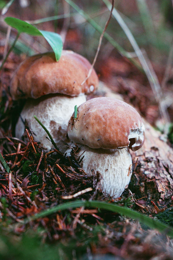 Fungus Grows In Deciduous And Coniferous Forests. Boletus Edulis Is A Basidiomycete Fungus. Porcino Is Located Between Grass And Needles. Mushroom Family Next To Each Other Photograph