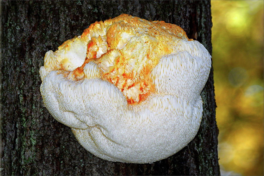 Fungus Lions Mane Photograph