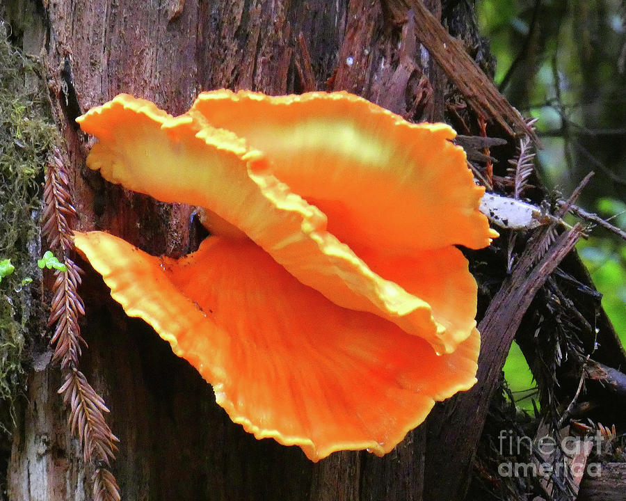 Fungus On A Redwood Photograph by Linda Vanoudenhaegen