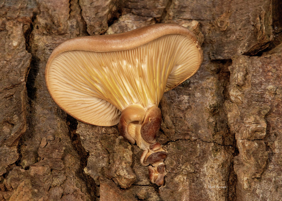Fungus on Bark Photograph by Mark Berman